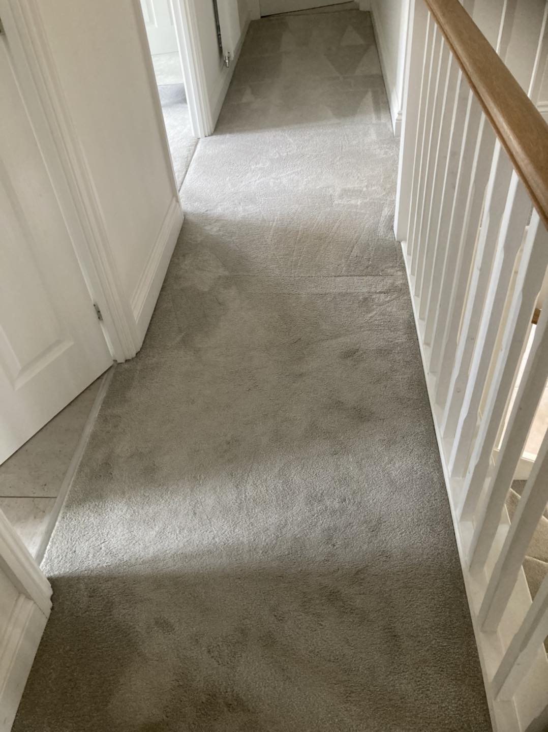 Pet stained carpet after cleaning